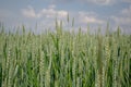 Close-up of fresh ears of young green wheat in the field. Agricultural scene Royalty Free Stock Photo