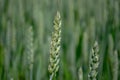 Close-up of fresh ears of young green wheat in the field. Agricultural scene Royalty Free Stock Photo