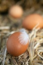 Close-up of fresh eggs, natural protein source