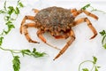 Fresh European spider crab on ice Royalty Free Stock Photo