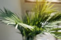 Close up fresh evergreen leaves of areca or kentia palm houseplant in pot by the window with sunlight in living room Royalty Free Stock Photo