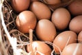 Close up Fresh farm chicken eggs on hay nest. Royalty Free Stock Photo
