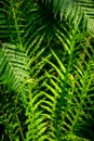 Close up of fresh fern leaf with sunlight, Green nature background Royalty Free Stock Photo