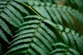 Close up of fresh fern leaf texture, Green nature background Royalty Free Stock Photo