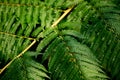 Close up of fresh fern leaf texture with sunlight, Green nature background Royalty Free Stock Photo