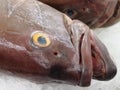 Close up of a fresh fish head Royalty Free Stock Photo