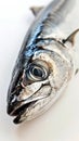 Close-up of a fresh fish head on a white background, seafood concept Royalty Free Stock Photo