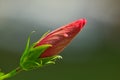 Close Up Fresh Flower Bud Of Red Hibiscus Rosa-sinensis Or Rose Mallow Royalty Free Stock Photo