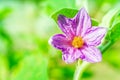 Close-up of fresh flower solanum, thai eggplant background in ga