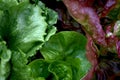 Close up of fresh garden lettuce Lactuca sativa in mother soil