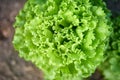 Close up of a fresh garden salad Royalty Free Stock Photo