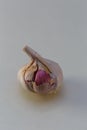 Close up of fresh garlic bulb, blue background Royalty Free Stock Photo
