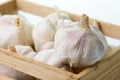 Fresh garlic bulbs Royalty Free Stock Photo