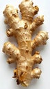 Close Up of Fresh Ginger Root on White Surface Still Life Simple Composition Royalty Free Stock Photo