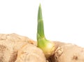 Close up fresh ginger root with young green sprout on white background. Royalty Free Stock Photo