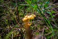 Close up of fresh golden chanterelles in moss wood dirt in forest vegetation. Group of yellow cap edible mushrooms