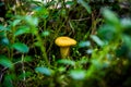 Close up of fresh golden chanterelles in moss wood dirt in forest vegetation. Group of yellow cap edible mushrooms