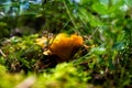 Close up of fresh golden chanterelles in moss wood dirt in forest vegetation. Group of yellow cap edible mushrooms