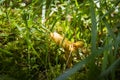 Close up of fresh golden chanterelles in moss wood dirt in forest vegetation. Group of yellow cap edible mushrooms