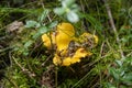 Close up of fresh golden chanterelles in moss wood dirt in forest vegetation. Group of yellow cap edible mushrooms