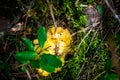 Close up of fresh golden chanterelles in moss wood dirt in forest vegetation. Group of yellow cap edible mushrooms