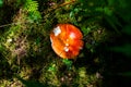 Close up of fresh golden chanterelles in moss wood dirt in forest vegetation. Group of yellow cap edible mushrooms