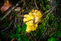 Close up of fresh golden chanterelles in moss wood dirt in forest vegetation. Group of yellow cap edible mushrooms