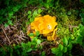 Close up of fresh golden chanterelles in moss wood dirt in forest vegetation. Group of yellow cap edible mushrooms