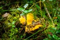 Close up of fresh golden chanterelles in moss wood dirt in forest vegetation. Group of yellow cap edible mushrooms