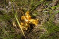 Close up of fresh golden chanterelles in moss wood dirt in forest vegetation. Group of yellow cap edible mushrooms