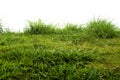 Close up of fresh grass