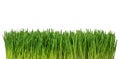 Close up of fresh grass isolated on white Royalty Free Stock Photo