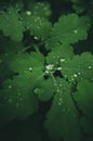 Close up of fresh Greater celandine leaves covered in dew on an autumn morning