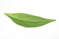 Fresh green Andrographis paniculata leaf on white background Royalty Free Stock Photo