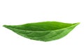 Fresh green Andrographis paniculata leaf on white background Royalty Free Stock Photo