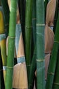 Close-up of fresh green bamboo tree cluster