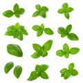 Close up of fresh green basil herb leaves isolated on white background. Sweet Genovese basil. Royalty Free Stock Photo