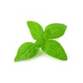 Close up of fresh green basil herb leaves isolated on white background. Sweet Genovese basil. Royalty Free Stock Photo