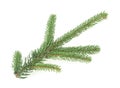 Close up fresh green branch of fir tree isolated on white background Royalty Free Stock Photo