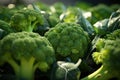 Close-up of fresh green broccoli with water droplets on it. Royalty Free Stock Photo