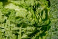 Close up of fresh green cabbage leaves.