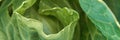 Close-up of fresh green cabbage leaves with textured patterns and natural Royalty Free Stock Photo