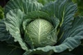 Close Up of Fresh Green Cabbage. Macro Shot of Ripe Cabbage Leaves Generative AI