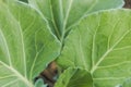 Close-up of fresh green cabbage in the vegetable garden