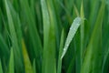 Close up fresh green calamus leaf with water drops Royalty Free Stock Photo