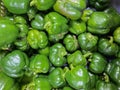 Fresh green capsicums also called bell peppers kept together