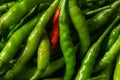 Close up of fresh green chili peppers texture Royalty Free Stock Photo