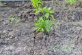 Fresh green chilli plant Royalty Free Stock Photo