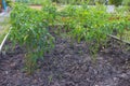 Fresh green chilli plant Royalty Free Stock Photo