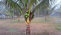 Close up fresh green coconuts cluster on the coconut tree at beach Royalty Free Stock Photo